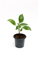 Fototapeta na wymiar Young green plant grows in a pot for seedlings, isolated on a white background. Sprout pepper.