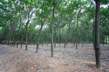 rubber tree of plantation.