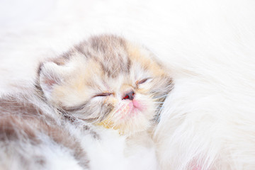 cute persian baby kitten
