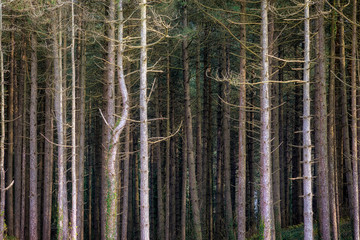 A pine tree forest on the edge of Whiteford beach on the Gower peninsula, Swansea, South Wales, UK