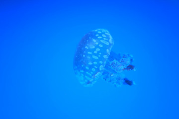 Jellyfish cup or Aurelia fish in sea on blue background.