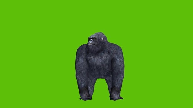 3D animation of a gorilla approaching the camera, walking, running, roaring and leaping out of picture. there is a green screen background