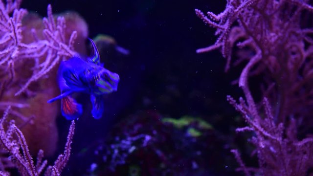 Mandarin fish nice dancing aquarium blue sea nature pets hobby 4k