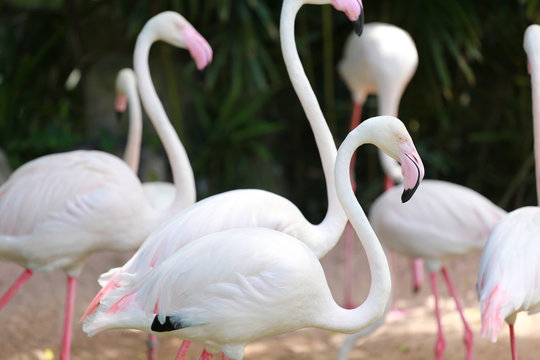 Focus in head of Flamingo birds.
