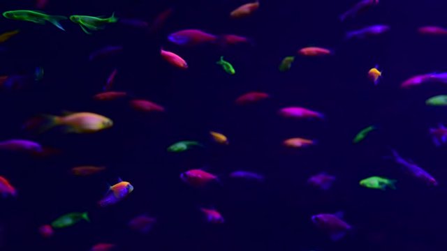 Neon glowfish in freshwater aquarium nature live animals life 4k video
