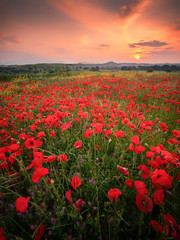 Fototapeta na wymiar Wonderful landscape at sunset. A field of blooming red poppies in Cyprus. Wild flowers in springtime. Beautiful natural landscape in the summertime. Amazing nature sunny scene.