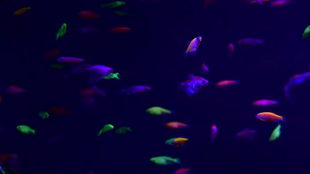 Neon glowfish in freshwater aquarium nature live animals life 4k video