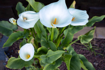White Calla Lilies flower growing the garden. Beautiful vibrant floral background for wallpaper or...