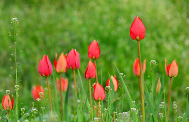 red tulip