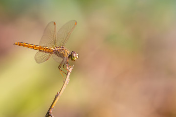 Libellulidae dragonfly perching on a perch with blurred background