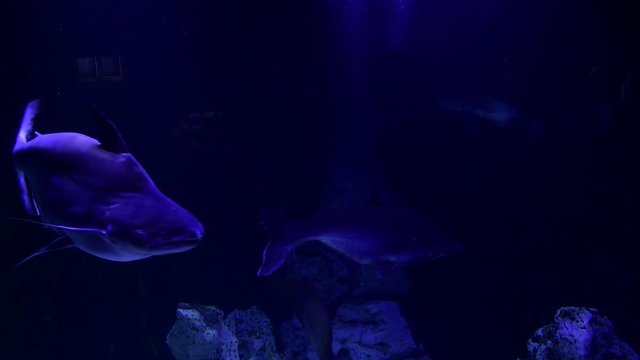 Big fish in sea aquarium on blue background 4k video