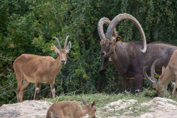 Naklejka na ściany i meble A male Nubian Ibex watches over the family (capra nubiana).
