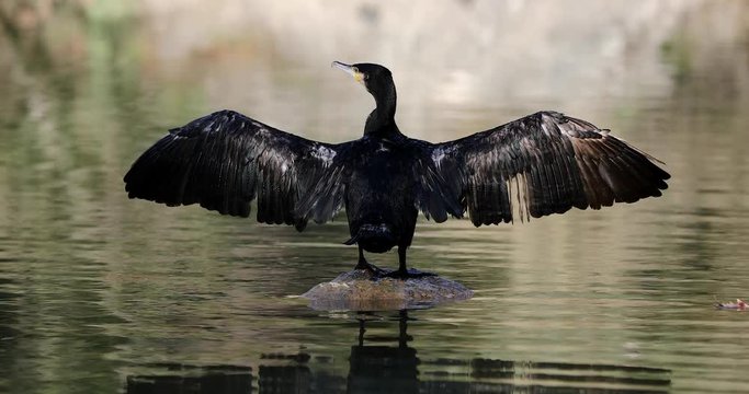 Great black Cormorant on stone drying its wings