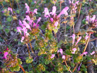 さりげなくつぼむ紫の花 A purple flower that pops casually