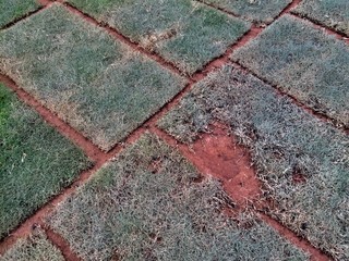 Planting green grass at the football field Which the grass began to die one sheet