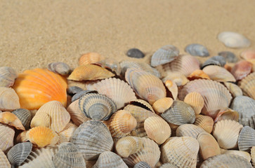 Seashells on a sand background