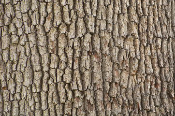 Oak Tree Bark