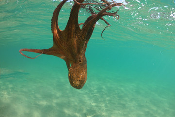 Underwater photo of octopus in tropical exotic emerald clear sea rocky bay with coral reef
