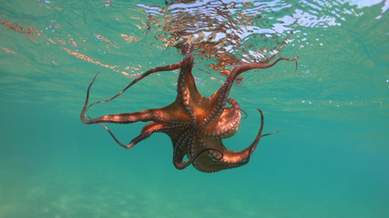 Underwater photo of octopus in tropical exotic emerald clear sea rocky bay with coral reef © aerial-drone