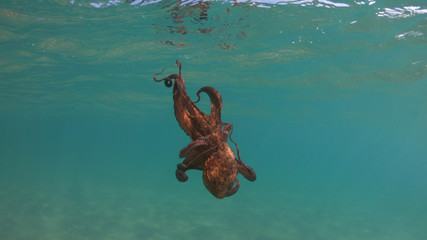 Underwater photo of octopus in tropical exotic emerald clear sea rocky bay with coral reef