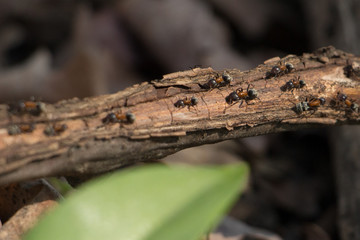 Ants