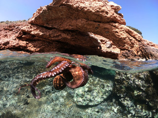 Underwater photo of octopus in tropical exotic emerald clear sea rocky bay with coral reef