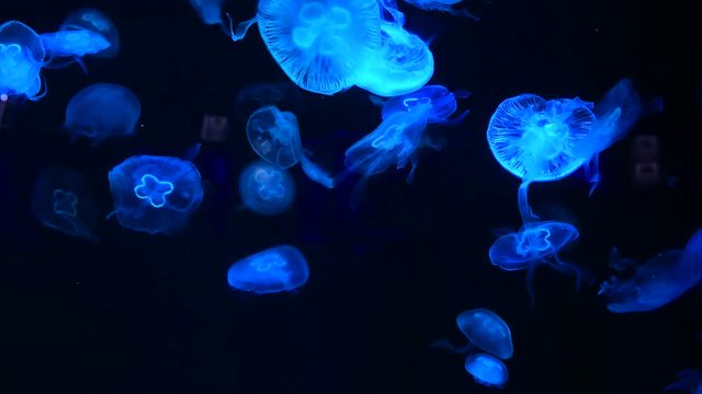Nice color jellyfish sea ocean life nature aquarium wild live water