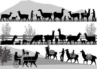 Silhouettes of llamas and its cubs outdoors