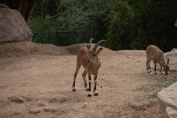 Young Nubian Ibex standing in the desert sand (capra nubiana).