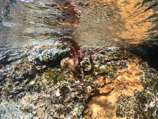 Underwater photo of octopus in tropical exotic emerald clear sea rocky bay with coral reef