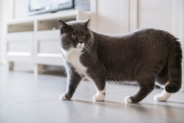 Cute British short-haired cat, indoor shooting