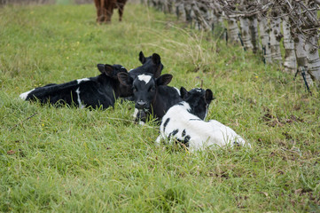 Naklejka na ściany i meble Holstein Friesian calves lying down