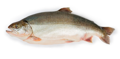Fresh uncooked arctic char on a white background