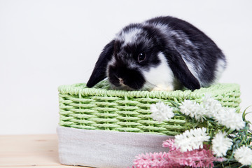 little dwarf rabbit sitting in a basket on a white background