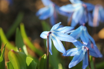 Beautiful Scilla siberica(Siberian squill or wood squill) first spring flowers .