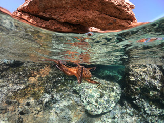 Underwater photo of octopus in tropical exotic emerald clear sea rocky bay with coral reef