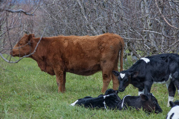 Holstein Friesian  calves in orchard