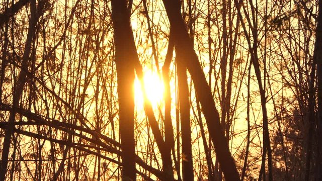 Beautiful Nature Forest Trees Trunks Flickering Sun Woods Sunset