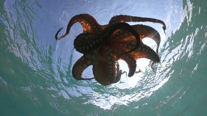 Underwater photo of octopus in tropical turquoise sandy bay with turquoise clear sea