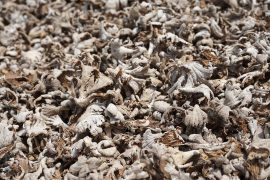 Dehydrated edible mushroom, locally known as kulat sisir or cendawan kukur. Selective focusing.