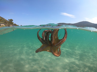 Fototapeta na wymiar Underwater photo of octopus in tropical turquoise sandy bay with turquoise clear sea