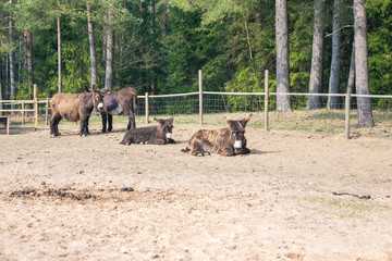 Brown donkeys in Raksi zoo. Gray-haired, big ears. Travel photo 2019.