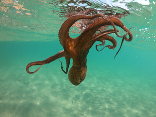 Obraz premium Underwater photo of octopus in tropical turquoise sandy bay with turquoise clear sea