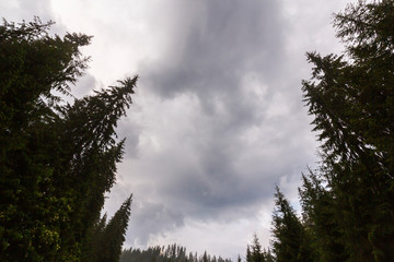 Fir tree tops, profiled on background with stormy sky
