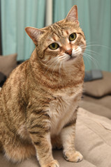 Cat on sofa