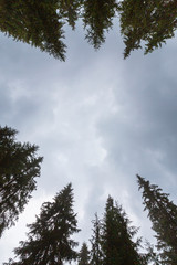 Fir tree tops, profiled on background with stormy sky