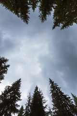 Fir tree tops, profiled on background with stormy sky