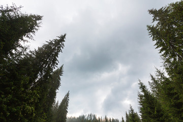 Obraz na płótnie Canvas Fir tree tops, profiled on background with stormy sky