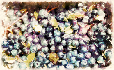 Fototapeta premium Detail of blueberry, Vaccinium myrtillus, ripe berries of blueberries and grahic effect.