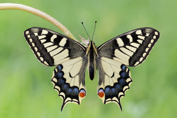 Fototapeta na wymiar Una delle più belle farfalle al mondo, il Macaone (Papilio machaon)